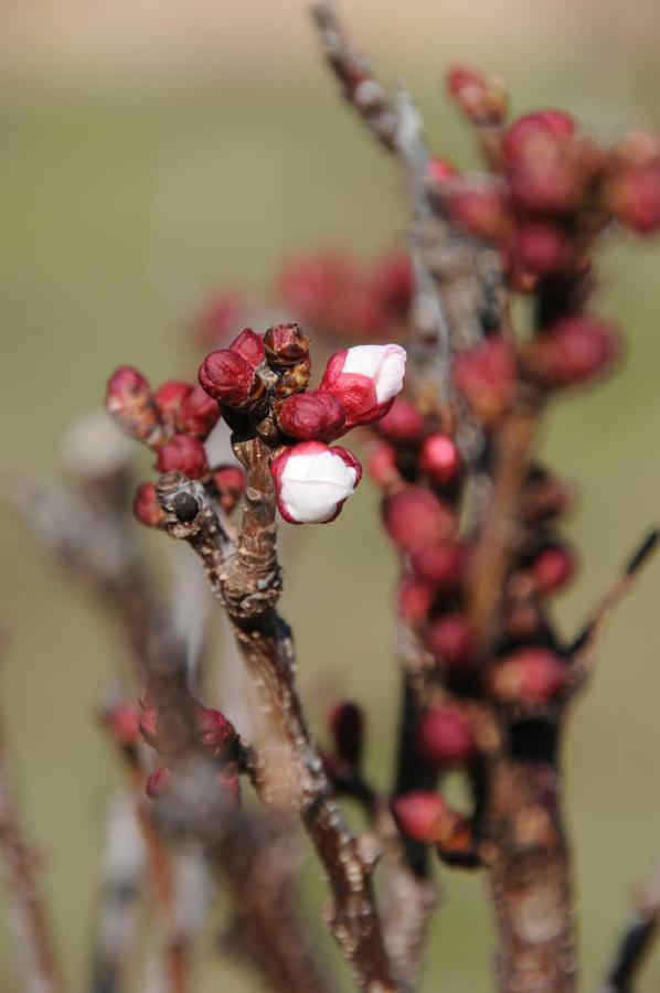 Masia De Vallforners Tagamanent Ngoại thất bức ảnh